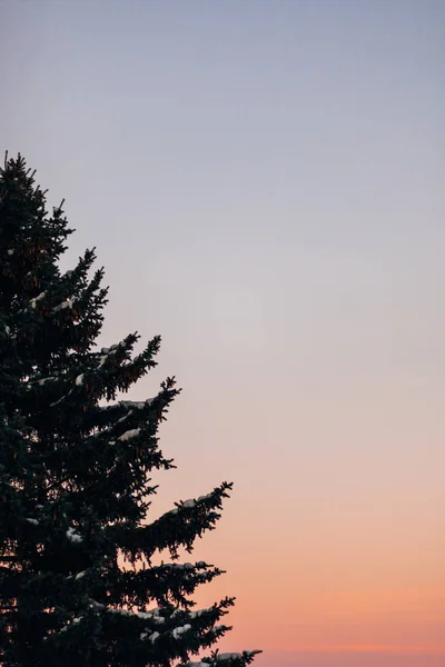 Silueta Stromu Větví Krásná Obloha Při Západu Slunce — Stock fotografie