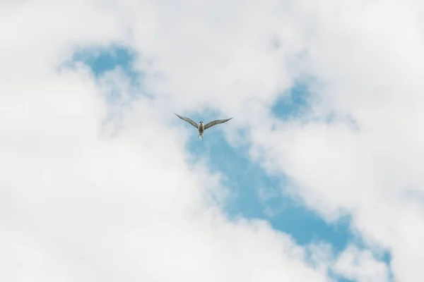 Sirály ellen, blue sky — Stock Fotó