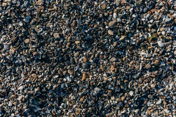 Pequenas pedras e conchas — Fotografia de Stock