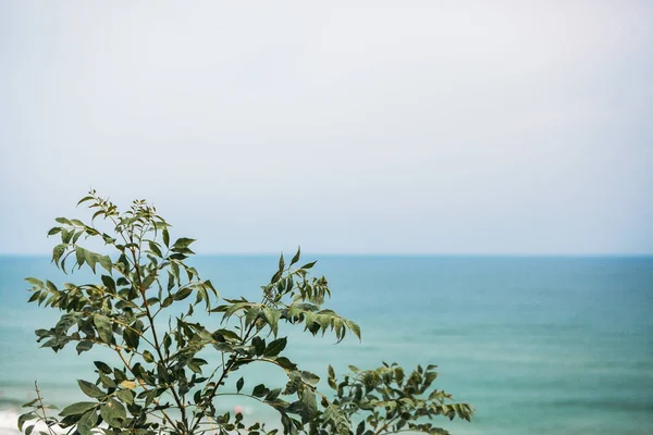 Зелене Листя Фоні Моря — стокове фото