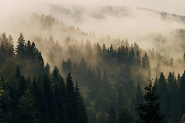 Mattina Nebbia Sui Pendii Della Montagna Monti Carpazi Ucraina Europa — Foto Stock