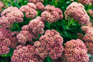 Bush ile gösterişli hendek stonecrop güzel pembe çiçekler