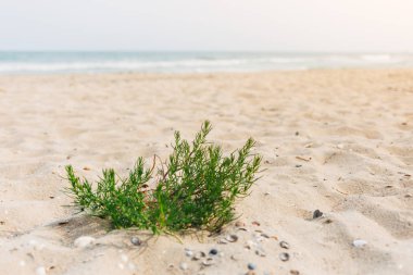 Denize sıfır plaj üzerinde çim
