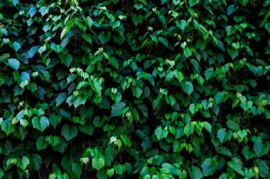 Parlak yeşil yaprakları ile güzel doku