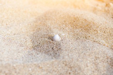 arka plan olarak kum ile deniz kabuğu