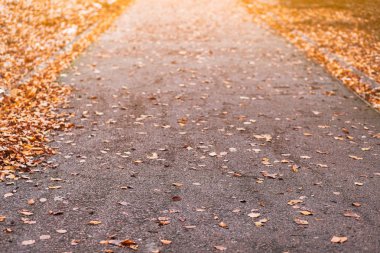 Turuncu sonbahar yaprakları