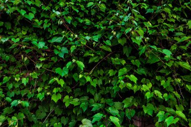 Parlak yeşil yaprakları ile güzel doku