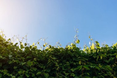 Üzüm mavi gökyüzü güneş ışığı altında bırakır. Doğal arka plan