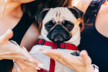 İki kız kardeş ve yaz Park, closeup yeşil çimenlerin üzerinde oturan köpek pug