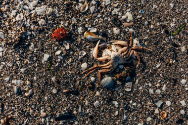 sahilde oturup Yengeç