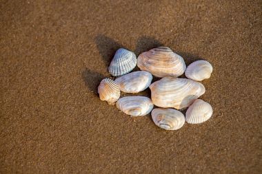 Kabukları kum plaj, yakın çekim