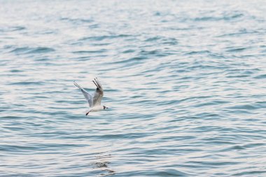 Güzel mavi deniz üzerine uçan martı