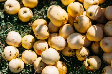 Çimenlerin üzerinde beyaz elma yığını ile portre vurdu