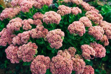 Bush ile gösterişli hendek stonecrop güzel pembe çiçekler