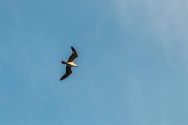 martı mavi gökyüzü