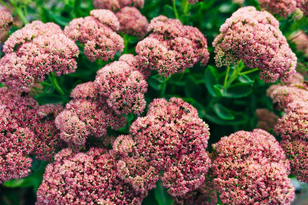 Bush ile gösterişli hendek stonecrop güzel pembe çiçekler