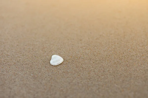 Concha Mar Com Areia Como Fundo — Fotografia de Stock