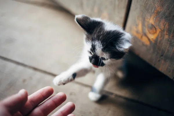 Kadın el ile küçük kedi ile oynarken. Sevimli kedicik oynamayı.