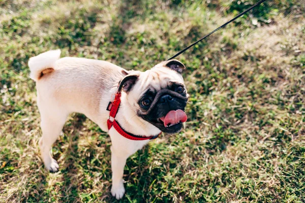 Pug Σκυλί Στέκεται Στο Πράσινο Γρασίδι Στο Πάρκο Καλοκαίρι — Φωτογραφία Αρχείου