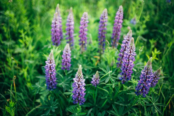 Purpurowe Kwiaty Wilcza Zbliżenie Kwiatów Jasny Zielonej Trawie — Zdjęcie stockowe