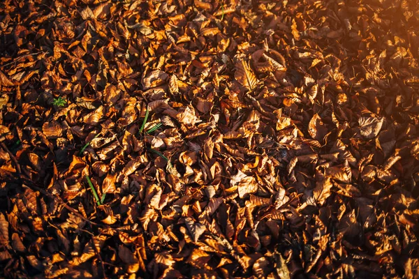 Осенний Фон Сушеные Кленовые Листья Солнечном Свете — стоковое фото