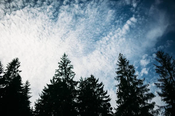 Wipfel Von Kiefern Vor Blauem Himmel Mit Wolken Silhouette Hintergrundbild — Stockfoto