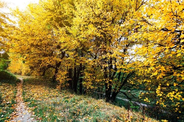 Yellow trees with fallen leaves in autumn green park — Stock Image Yellow Trees Fallen Leaves Autumn Green Park Stock Image