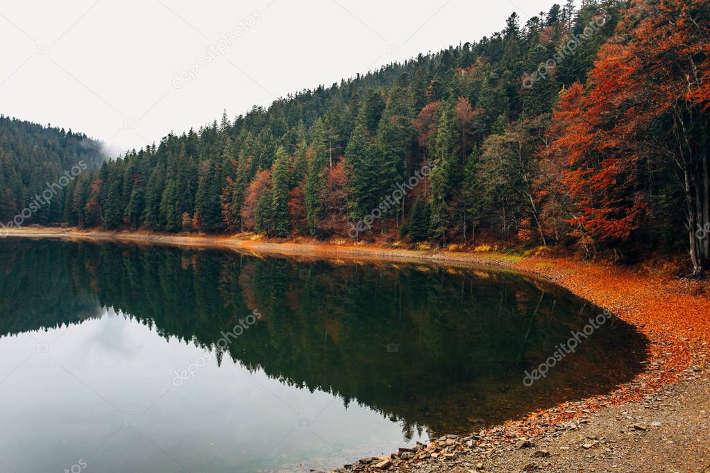 lake and dark green forest
