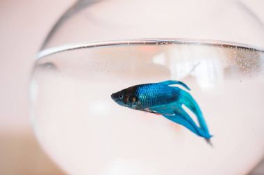 Beyaz arka plan üzerinde yuvarlak akvaryum dekoratif mavi balık