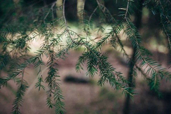 Зеленые Колючие Ветви Меха Сосны — стоковое фото
