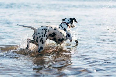 Suda oynayan Tepeli Köpek