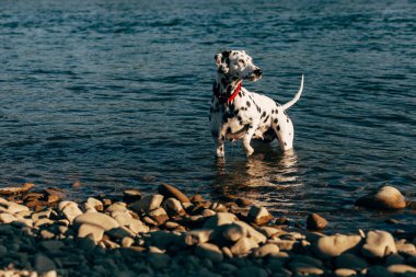 Suda oynayan Tepeli Köpek