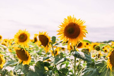 Sahada ayçiçekleri