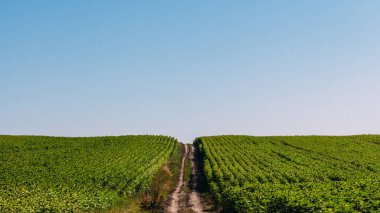 Ayçiçeği alan peyzaj