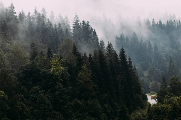 Paisaje del bosque de Cárpatos en la niebla —  Fotos de Stock