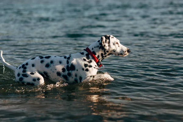 Pies dalmatyńczyk, grając w wodzie — Zdjęcie stockowe