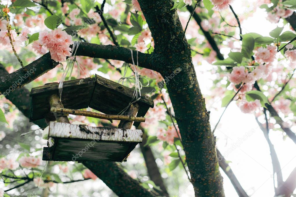 Bird feeder on the sakura tree