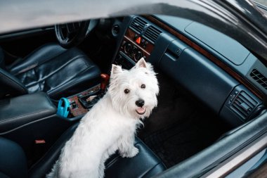 West Highland White Terrier 'ın Arabadaki Portresi