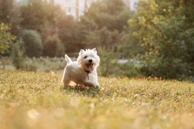 Park 'taki Batı Highland Beyaz Teriyerinin Portresi