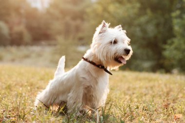 Park 'taki Batı Highland Beyaz Teriyerinin Portresi