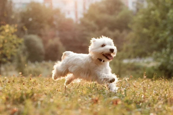 Πορτρέτο του ένα West Highland White Terrier στο πάρκο — Φωτογραφία Αρχείου