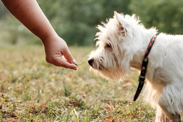 Πορτρέτο του ένα West Highland White Terrier στο πάρκο — Φωτογραφία Αρχείου