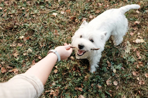 Portré One West Highland White Terrier a parkban — Stock Fotó