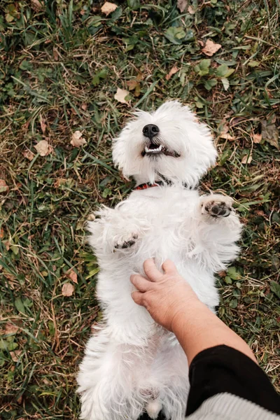 Portrait of One West Highland White Terrier in the Park — Stock Photo, Image