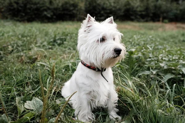 Portré One West Highland White Terrier a parkban — Stock Fotó