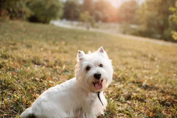 Πορτρέτο του ένα West Highland White Terrier στο πάρκο — Φωτογραφία Αρχείου