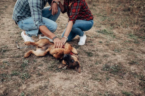 Mutlu çift köpek, tatil konsepti, şehir dışında tatillerinin tadını çıkarıyorlar.