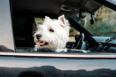West Highland White Terrier 'ın Arabadaki Portresi