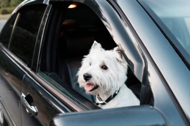 West Highland White Terrier 'ın Arabadaki Portresi