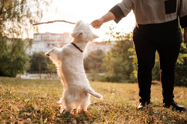 Πορτρέτο του ένα West Highland White Terrier στο πάρκο — Φωτογραφία Αρχείου